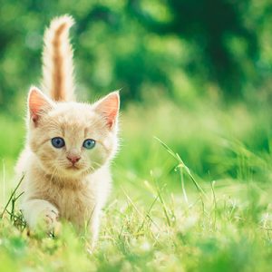 Sterkliniek-dierenartsen-Hilversum-kat-kitten-welkom-mobiel Sterkliniek Dierenartsen Hilversum kat kitten